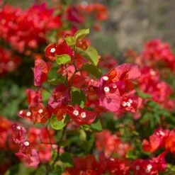 Bougainvillier Rouge -Promos Jardinove Magasin ADO 028351 1 BK 1704813441958