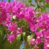 Bougainvillier Vera Deep Purple -Promos Jardinove Magasin ADO 030913 1 1704813964635