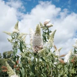 Collection D'arbres à Papillons : Royal Red, White Profusion, Empire Blue -Promos Jardinove Magasin ADO 030918 3 1704367600469