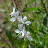 Gaura Blanche 1 Gaura Blanche -Promos Jardinove Magasin ADO 101002 1 1705484695145