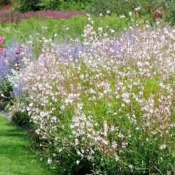 Gaura Blanche 9 Gaura Blanche -Promos Jardinove Magasin ADO 101002 3 BK 1705484518674