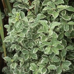 Pittosporum Tenuifolium Variegatum -Promos Jardinove Magasin ADO 103406 2 BK 1705482259035