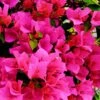 Bougainvillier Rose -Promos Jardinove Magasin ADO 28349 2 BK 1704467580169