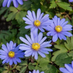 Pack De 312 Bulbes -Promos Jardinove Magasin HOR 020111 6 1708515163509