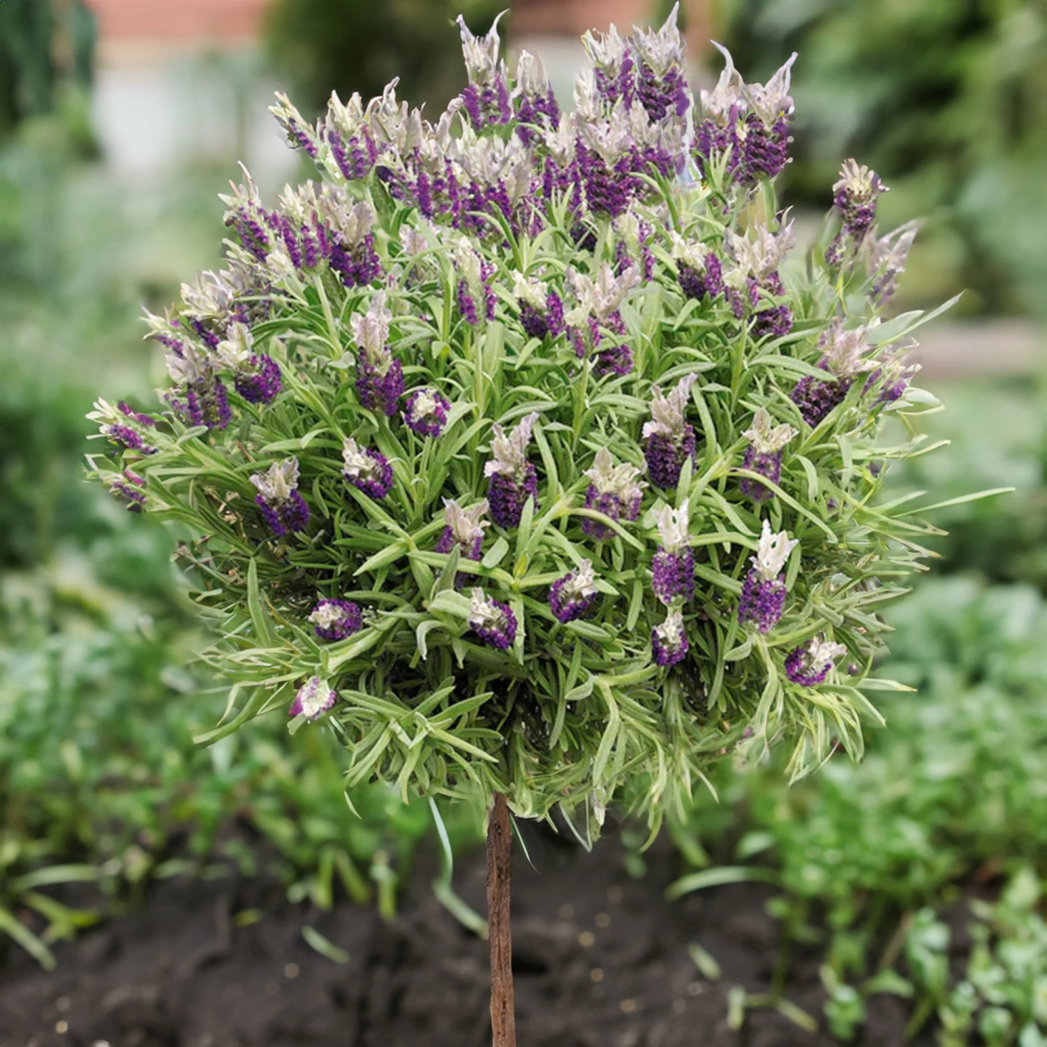 Lavande Papillon Sur Tige 4 Lavande Papillon Sur Tige – Image 2