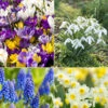 100 Bulbes De Fleurs Running Wild En Mélange 2 100 Bulbes De Fleurs Running Wild En Mélange -Promos Jardinove Magasin MON 031435 1 1706797769517
