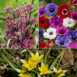 100 Bulbes De Fleurs Running Wild En Mélange -Promos Jardinove Magasin MON 031435 2 1706797786208