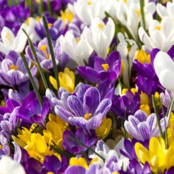 100 Bulbes De Fleurs Running Wild En Mélange -Promos Jardinove Magasin MON 031435 3 be0202d1 b83d 45b9 9feb b637873fa291 1706797791711
