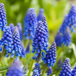 100 Bulbes De Fleurs Running Wild En Mélange -Promos Jardinove Magasin MON 031435 5 8263200a 5a9b 4744 b302 4bdbcdad2a63 1706797818309