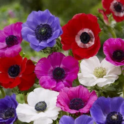 100 Bulbes De Fleurs Running Wild En Mélange -Promos Jardinove Magasin MON 031435 9 1706797836655