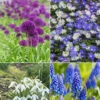 100 Bulbes De Fleurs 6 Mois De Fleurs En Mélange 2 100 Bulbes De Fleurs 6 Mois De Fleurs En Mélange -Promos Jardinove Magasin MON 031436 1 1706797895927