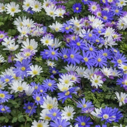 100 Bulbes De Fleurs 6 Mois De Fleurs En Mélange -Promos Jardinove Magasin MON 031436 4 1706797909205