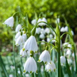 70 Bulbes De Fleurs Butterfly Food En Mélange -Promos Jardinove Magasin MON 031437 6 1706798390962