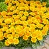 3 Gazania Suncarpet® 1 3 Gazania Suncarpet® -Promos Jardinove Magasin VDV 031549 1 1705329406708