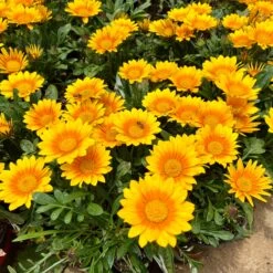 3 Gazania Suncarpet® -Promos Jardinove Magasin VDV 031549 3 1705329429107
