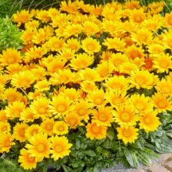 3 Gazania Suncarpet® -Promos Jardinove Magasin VDV 031549 4 1705329446890