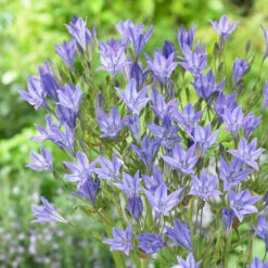 Pack De 312 Bulbes -Promos Jardinove Magasin VIS 020111 2 1708515178963