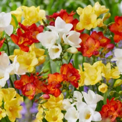 Pack De 312 Bulbes -Promos Jardinove Magasin VIS 020111 5 1708515223824