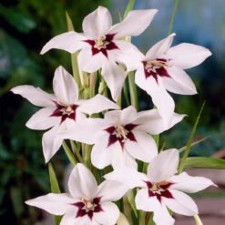 Pack De 312 Bulbes -Promos Jardinove Magasin VIS 020111 7 1708515229967