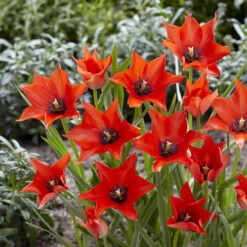 100 Bulbes De Fleurs 6 Mois De Fleurs En Mélange -Promos Jardinove Magasin VIS 031436 10 1706797955783