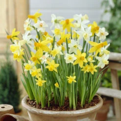 100 Bulbes De Fleurs 6 Mois De Fleurs En Mélange -Promos Jardinove Magasin VIS 031436 9 1706797950431