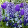 40 Bulbes De Fleurs Bordure Bleue En Mélange 2 40 Bulbes De Fleurs Bordure Bleue En Mélange -Promos Jardinove Magasin VIS 031444 1 1706798305362