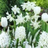 40 Bulbes De Fleurs Bordure Blanche En Mélange -Promos Jardinove Magasin VIS 031446 1 496x 1706784347621