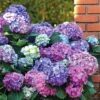 Hortensia Tricolore 2 Hortensia Tricolore -Promos Jardinove Magasin WIL 017749 1 BAK 1703154913658
