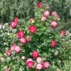 Rosier Buisson Double Delight 10 Rosier Buisson Double Delight -Promos Jardinove Magasin ado 100363 1 BK 1704450043808