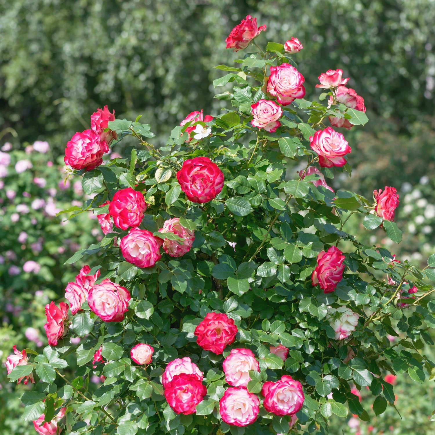 Rosier Buisson Double Delight 6 Rosier Buisson Double Delight – Image 4