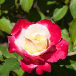 Rosier Buisson Double Delight 9 Rosier Buisson Double Delight -Promos Jardinove Magasin ado 100363 4