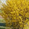 Forsythia Marée D'Or ® -Promos Jardinove Magasin ado 103252 1 1705588210127