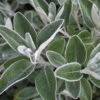 Senecio Compacta Drysdale 1 Senecio Compacta Drysdale -Promos Jardinove Magasin ado 103559 1