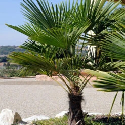 Meilleures ventes -Promos Jardinove Magasin ado 112549 1