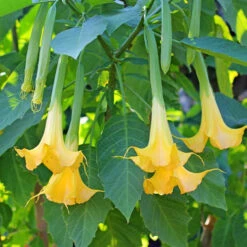 Brugmansia Tricolore Rose, Blanc, Jaune 9 Brugmansia Tricolore Rose, Blanc, Jaune -Promos Jardinove Magasin ado 46864 5 1705662081110