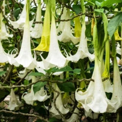 Brugmansia Tricolore Rose, Blanc, Jaune 10 Brugmansia Tricolore Rose, Blanc, Jaune -Promos Jardinove Magasin ado 46864 6 1705662084829