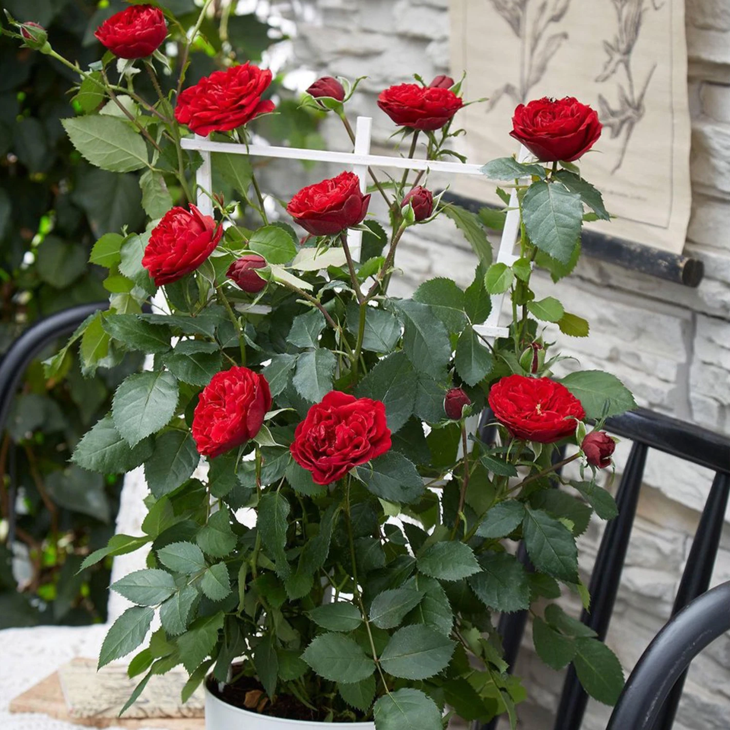 Rosier Grimpant Crazy In Love Rouge 4 Rosier Grimpant Crazy In Love Rouge â Image 2