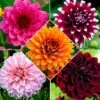 5 Dahlias à Grandes Fleurs En Mélange 1 5 Dahlias à Grandes Fleurs En Mélange -Promos Jardinove Magasin bak 38560 1