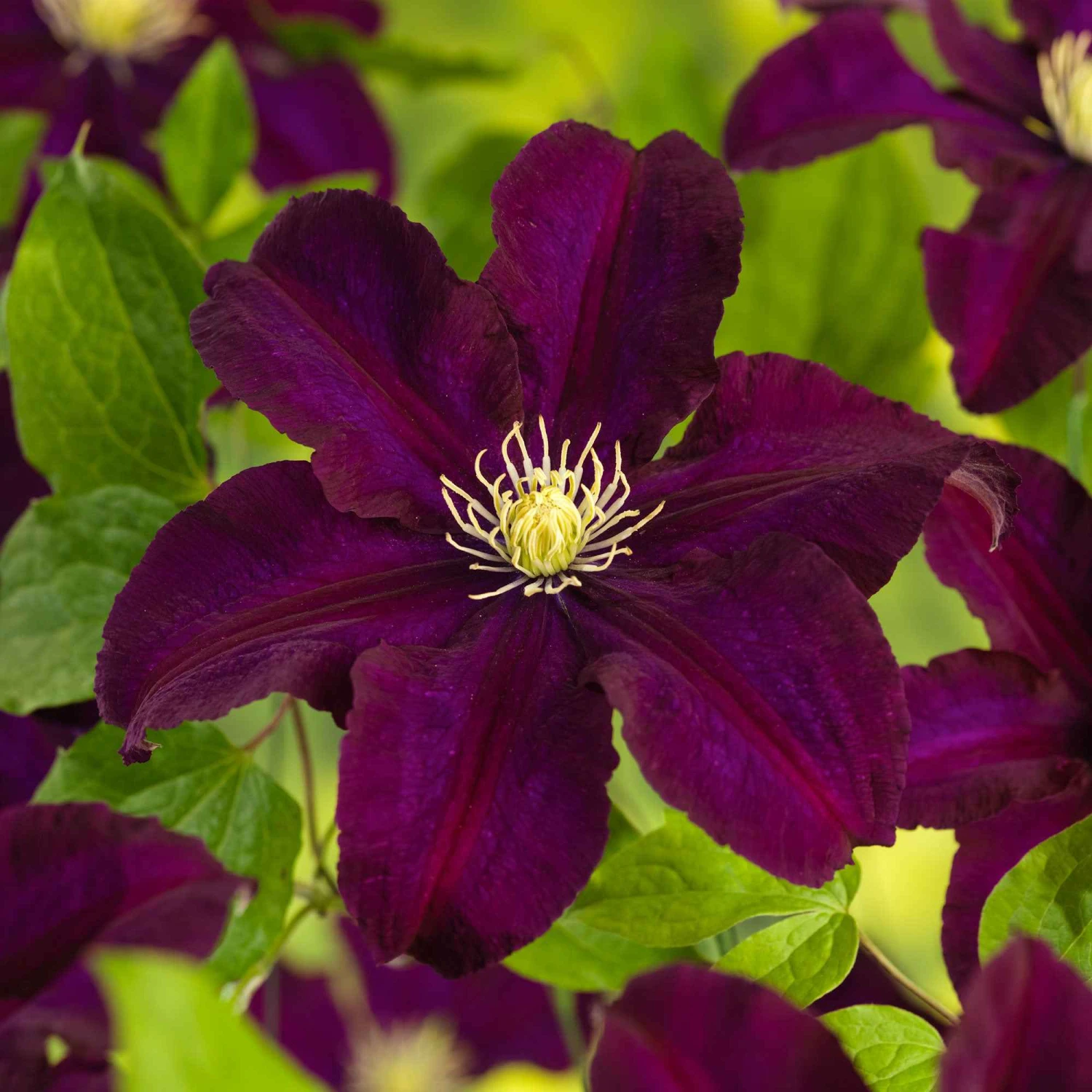 Clématite Warszawska Nike 4 Clématite Warszawska Nike – Image 2