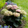 Hortensia Revolution Pink -Promos Jardinove Magasin bak 44449 2 1706171397589