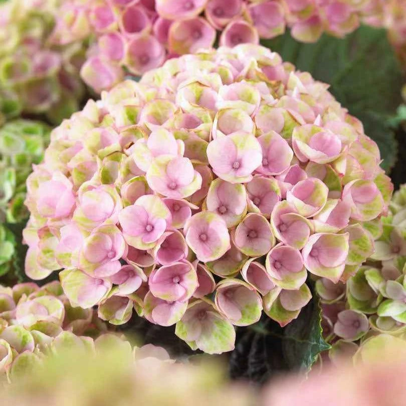 Hortensia Revolution Pink 4 Hortensia Revolution Pink – Image 2