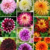 10 Dahlias The Ten En Mélange -Promos Jardinove Magasin bak 44612 1 1706171530833
