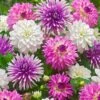 5 Dahlias All Summer Long En Mélange -Promos Jardinove Magasin bak 54650 1