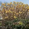 Edgeworthia Grandiflora 1 Edgeworthia Grandiflora -Promos Jardinove Magasin bak 56243 1