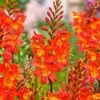 10 Crocosmia Prince Of Orange -Promos Jardinove Magasin bak 65960 1