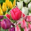 50 Tulipes Happy Garden En Mélange -Promos Jardinove Magasin bak 74707 1