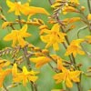 20 Crocosmia Sunglow -Promos Jardinove Magasin bak 76457 1