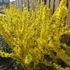 Forsythia Mikador