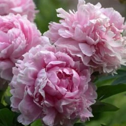 Pivoine Sarah Bernhardt 7 Pivoine Sarah Bernhardt -Promos Jardinove Magasin bak 81929 1