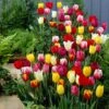 30 Tulipes 60 Days Of Tulips En Mélange -Promos Jardinove Magasin bak 83027 1